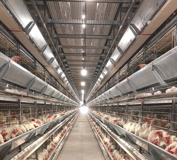Commercial poultry farm installation