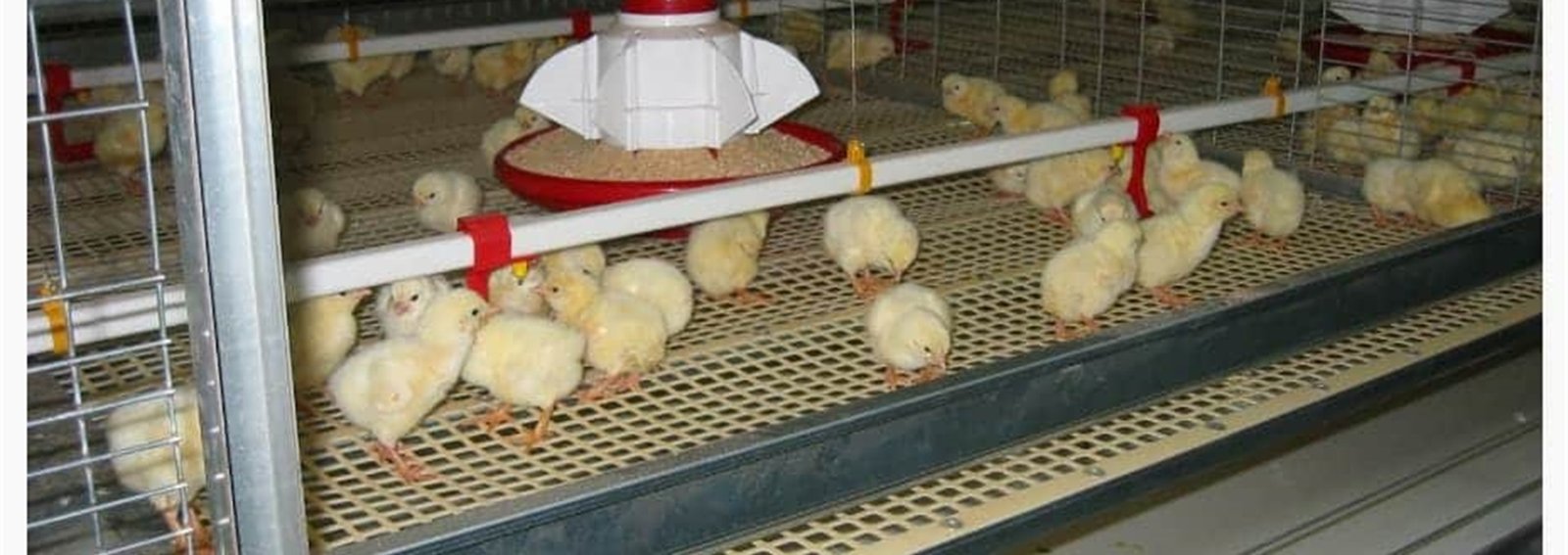 Automatic feeding and nipple drinking systems